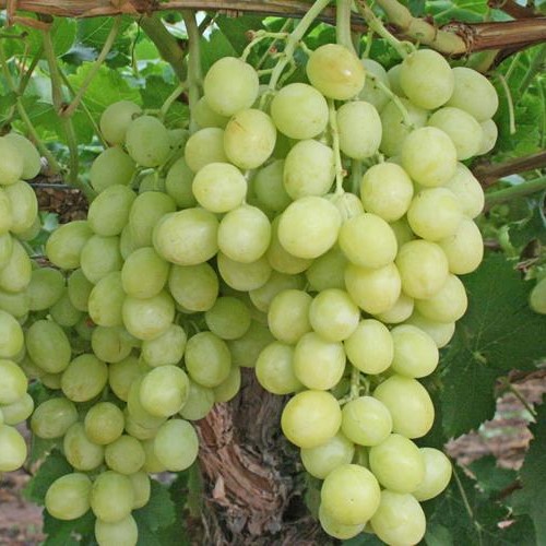 grapes002
