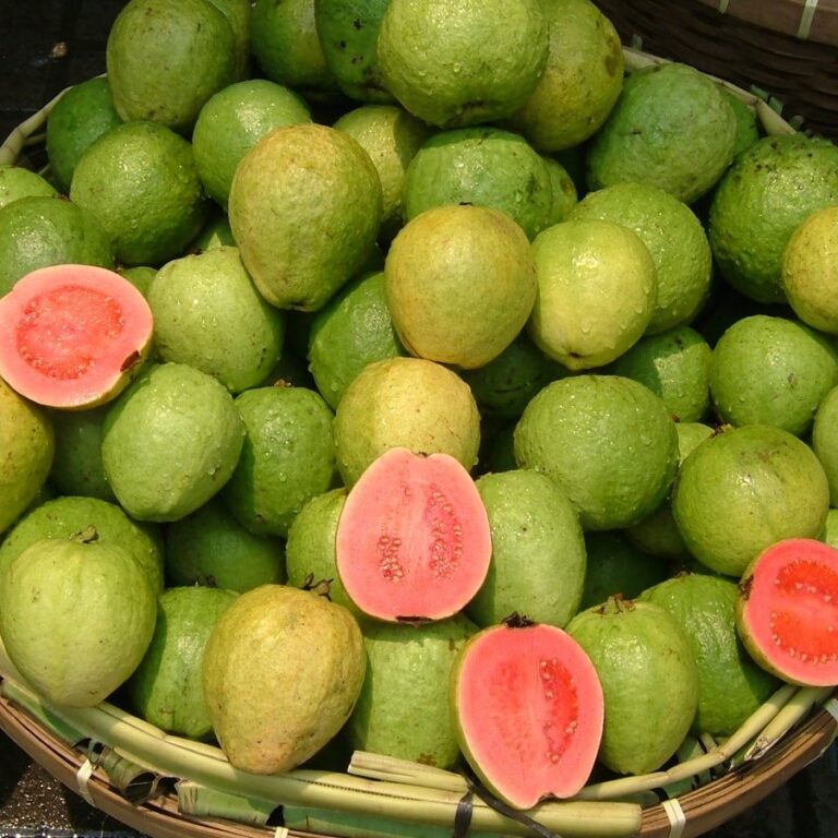 guava001